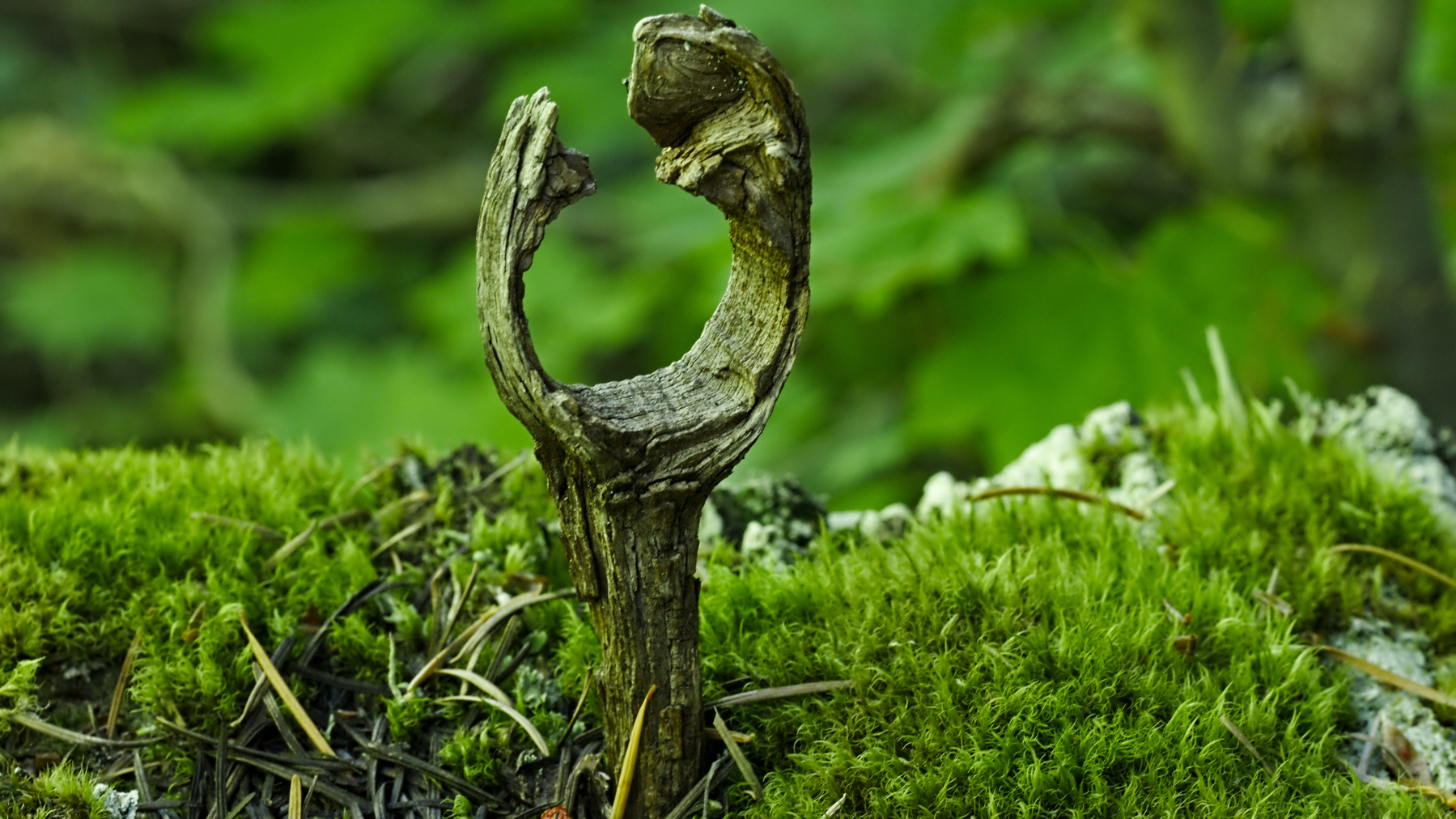 weathered wood largely covered in moss