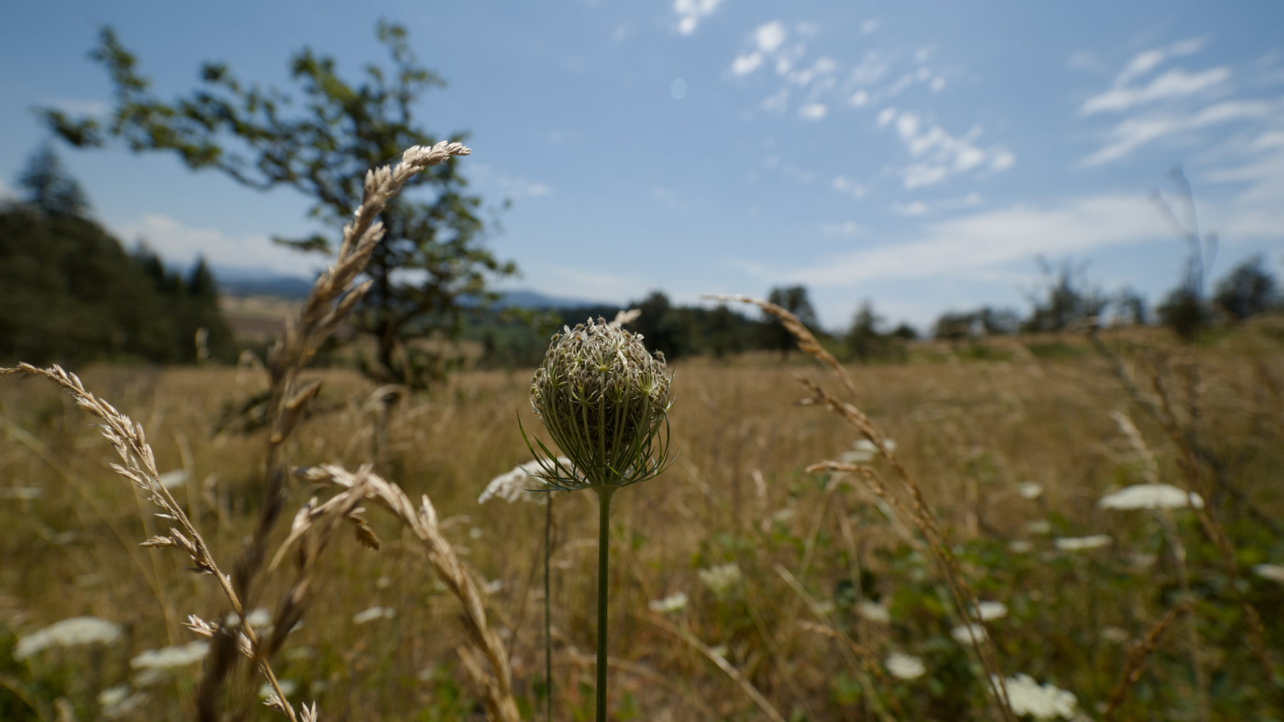 Queen anne's lace getting ready to bloom in front of a yellowed grassy field