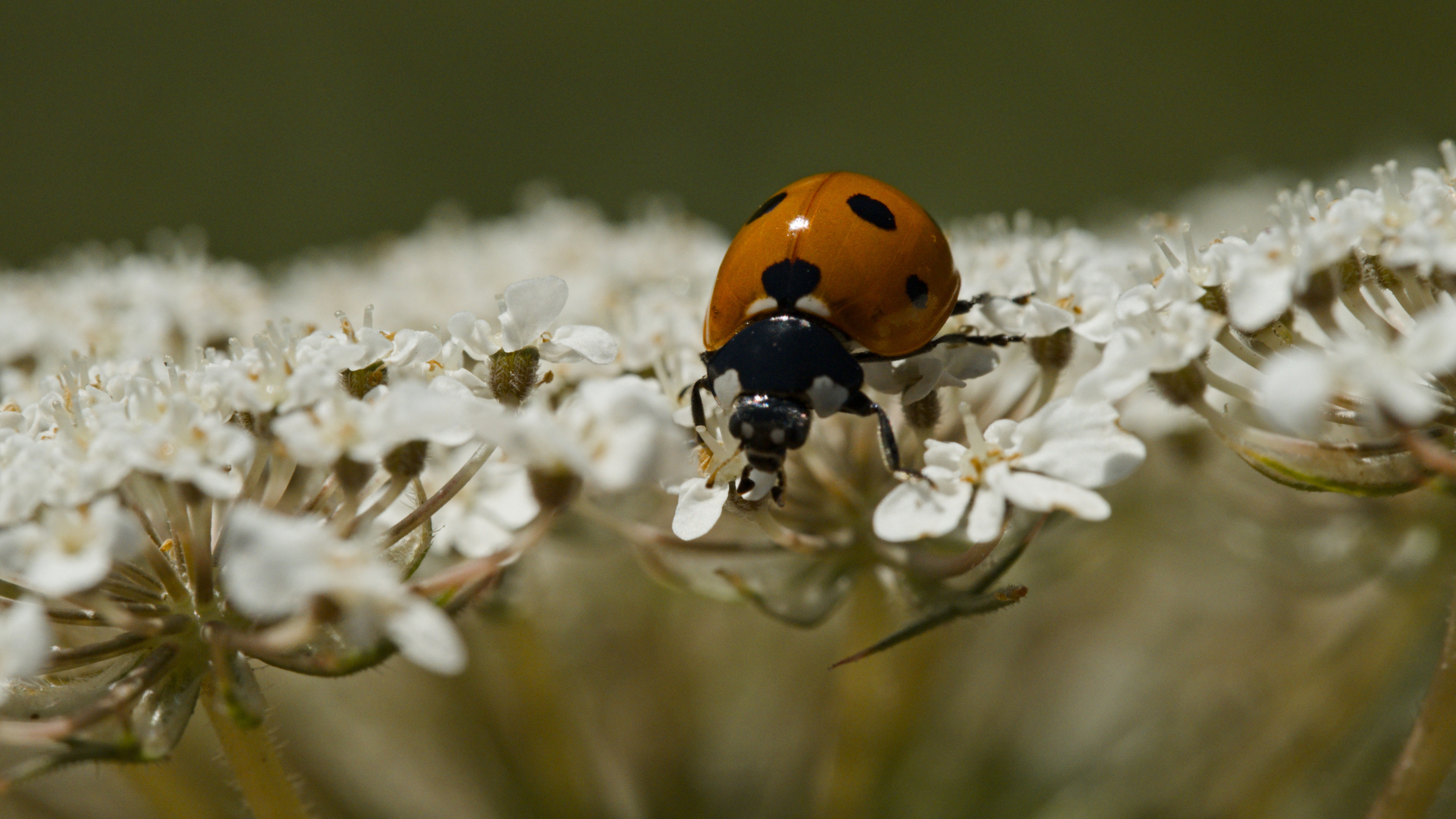 ladybug on a flower, seen from the front