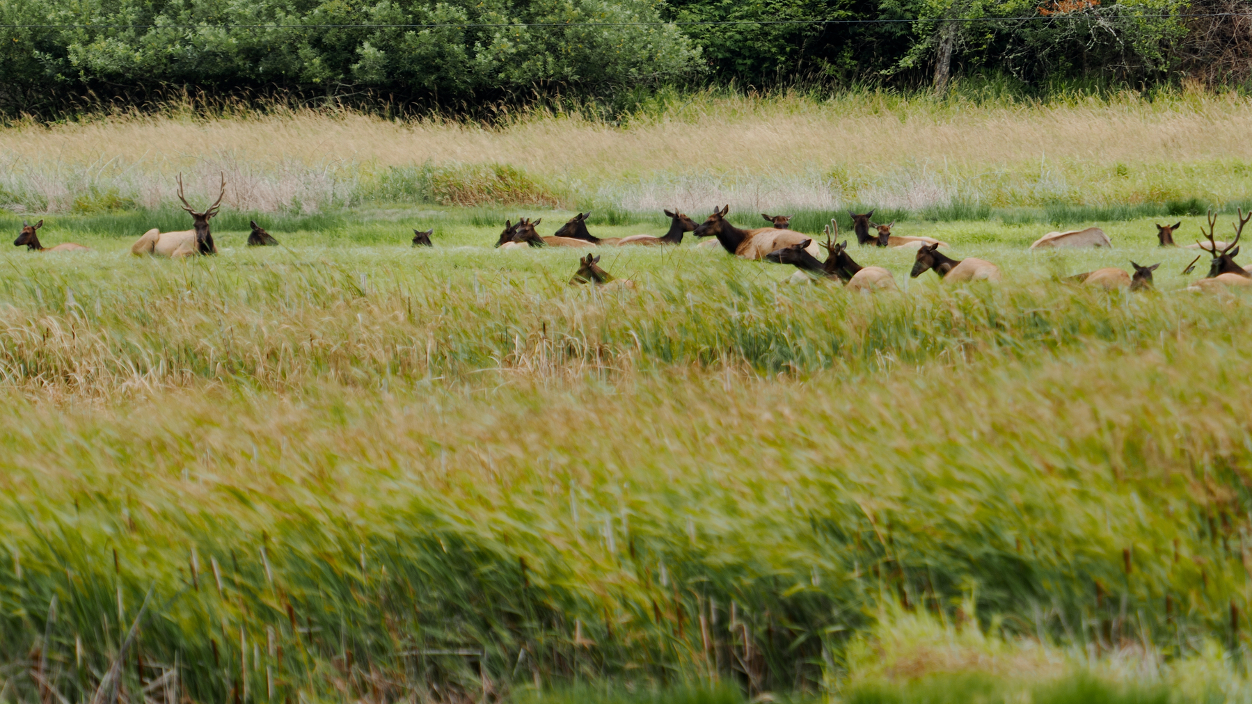 herd of elk relaxing in the tall grass