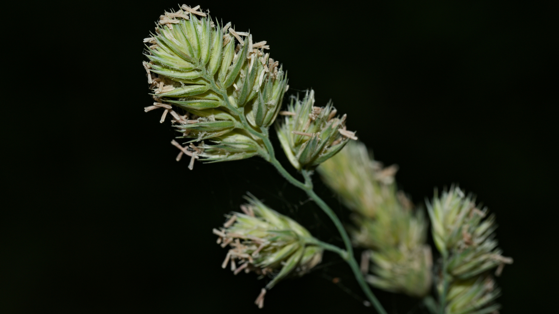 close-up of wild grass seed heads