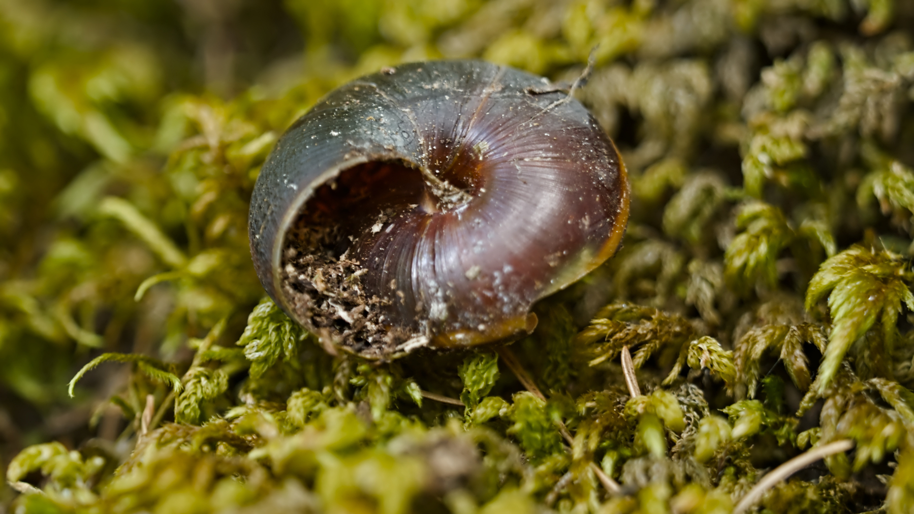 empty snail shell on a bed of moss