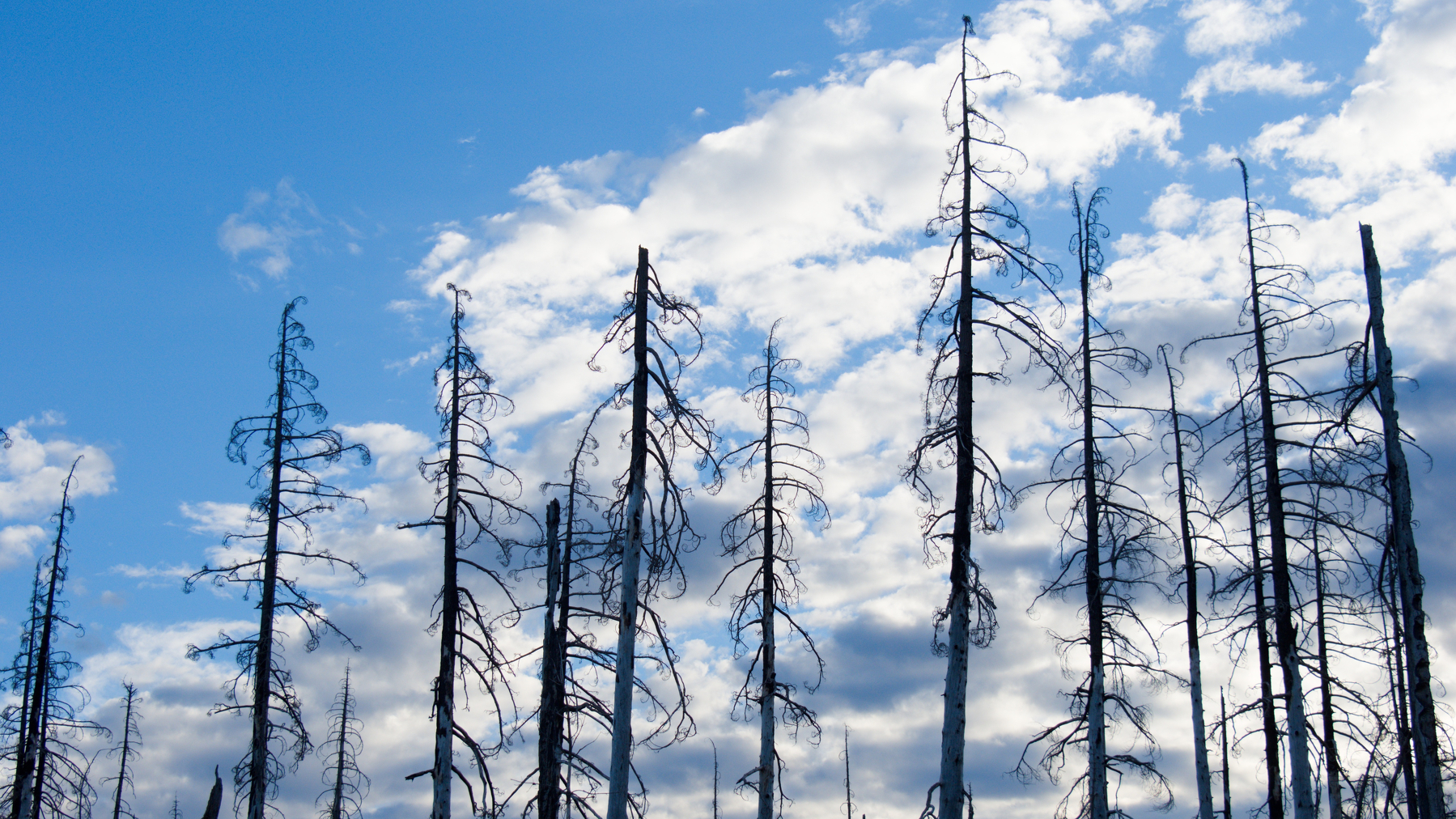 dead pines against a bright blue sky with white clouds
