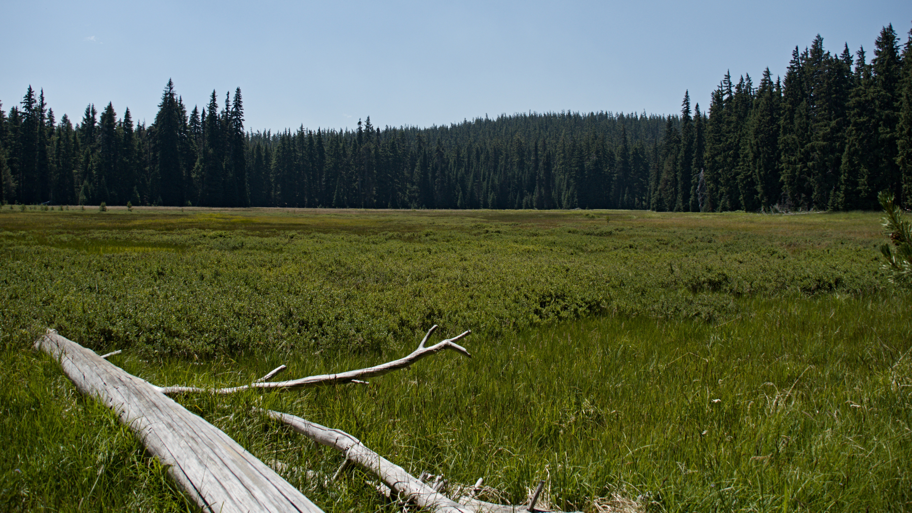 big grassy area surrounded by trees