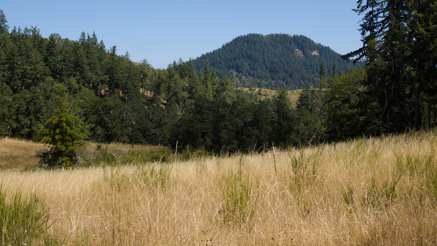 view across a grassy field to a forested hill