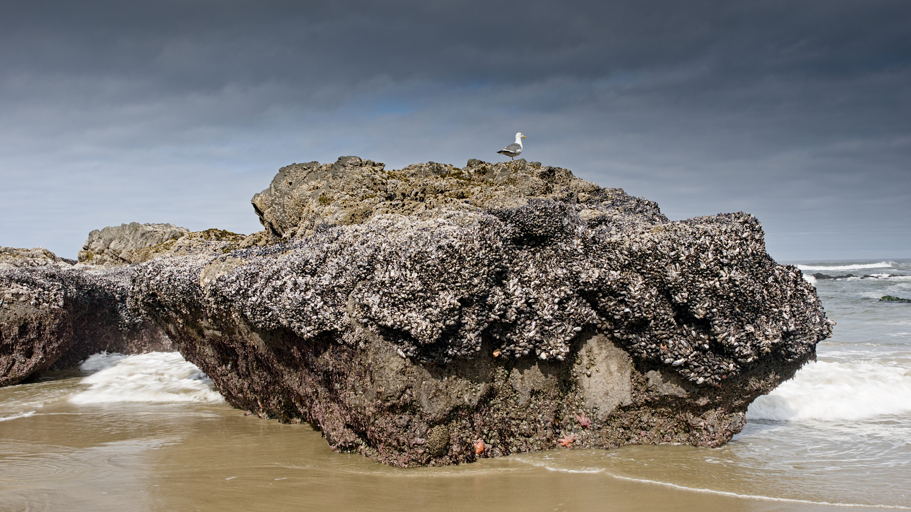 sea gull on a rock