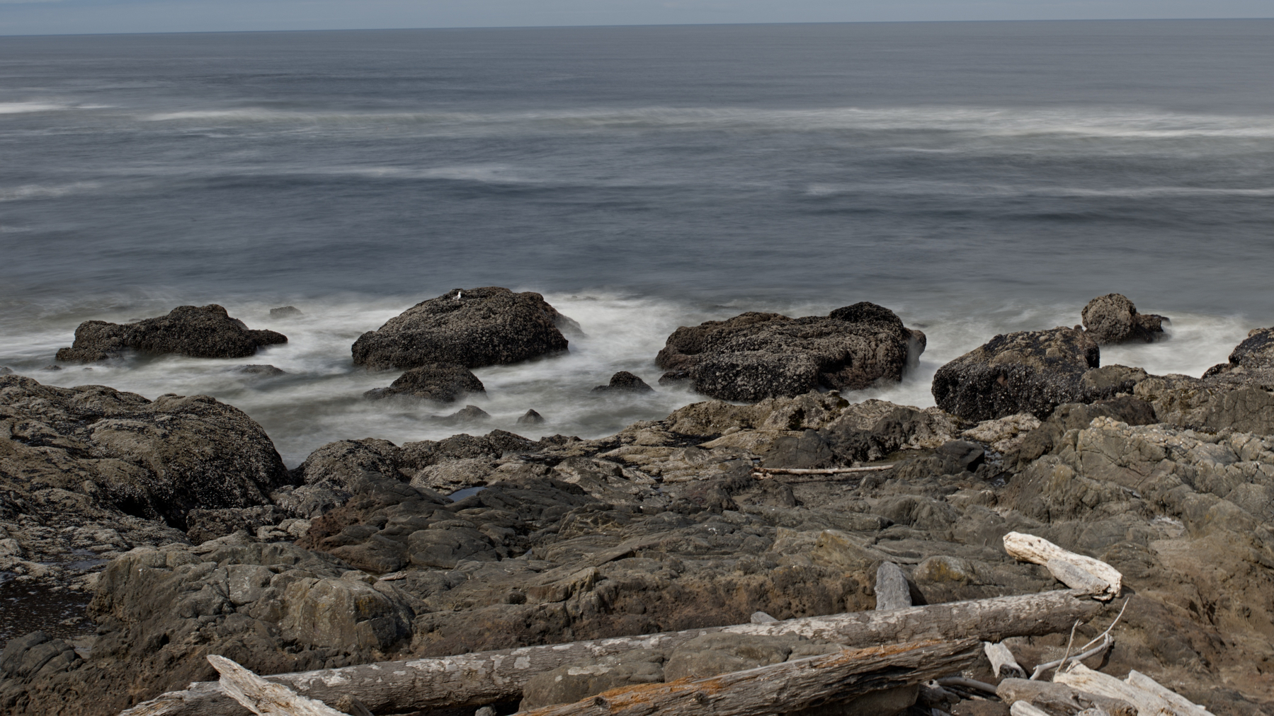 A rocky shore with a single sea gull