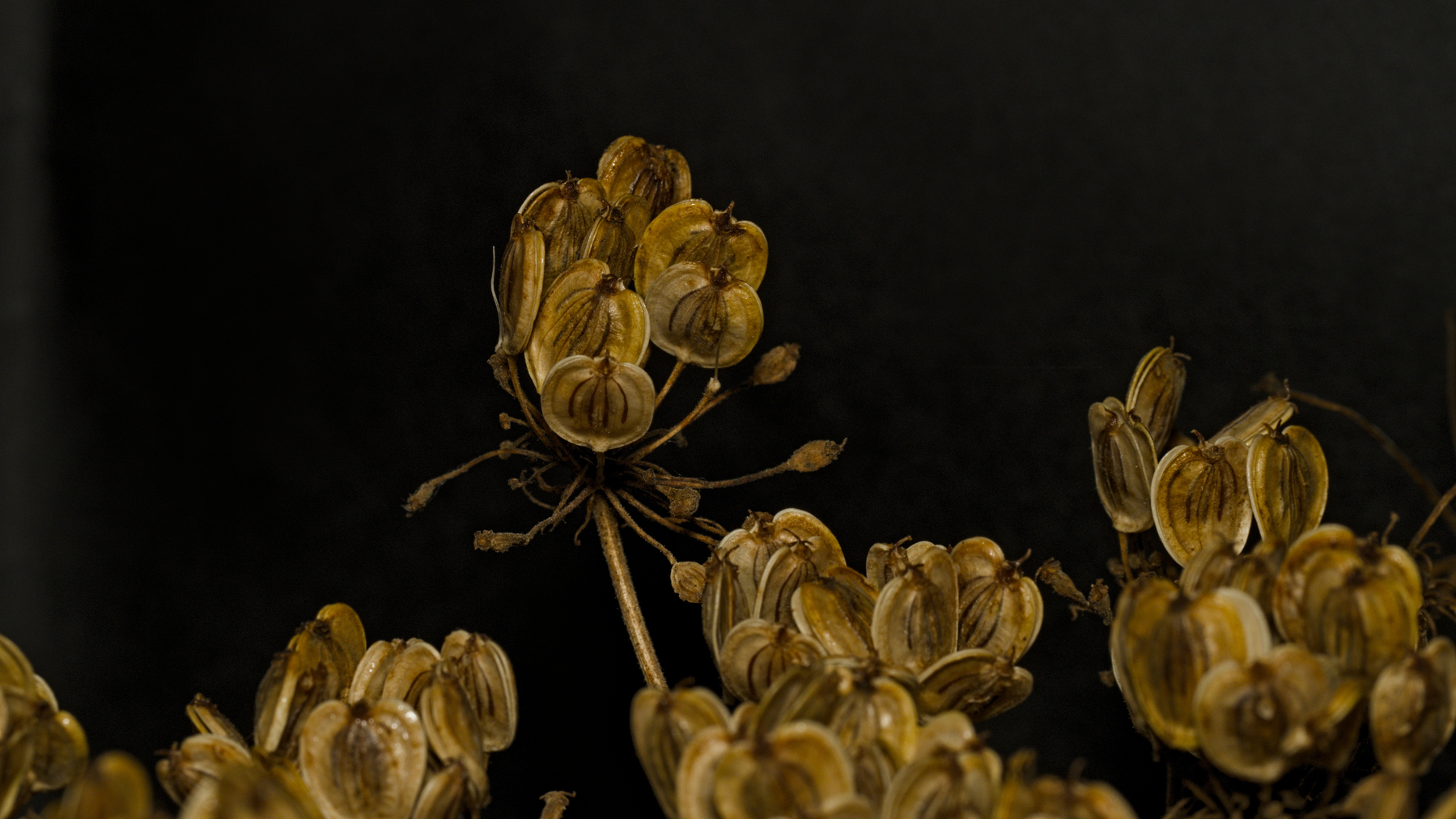 close-up of a cow parsnip seed head