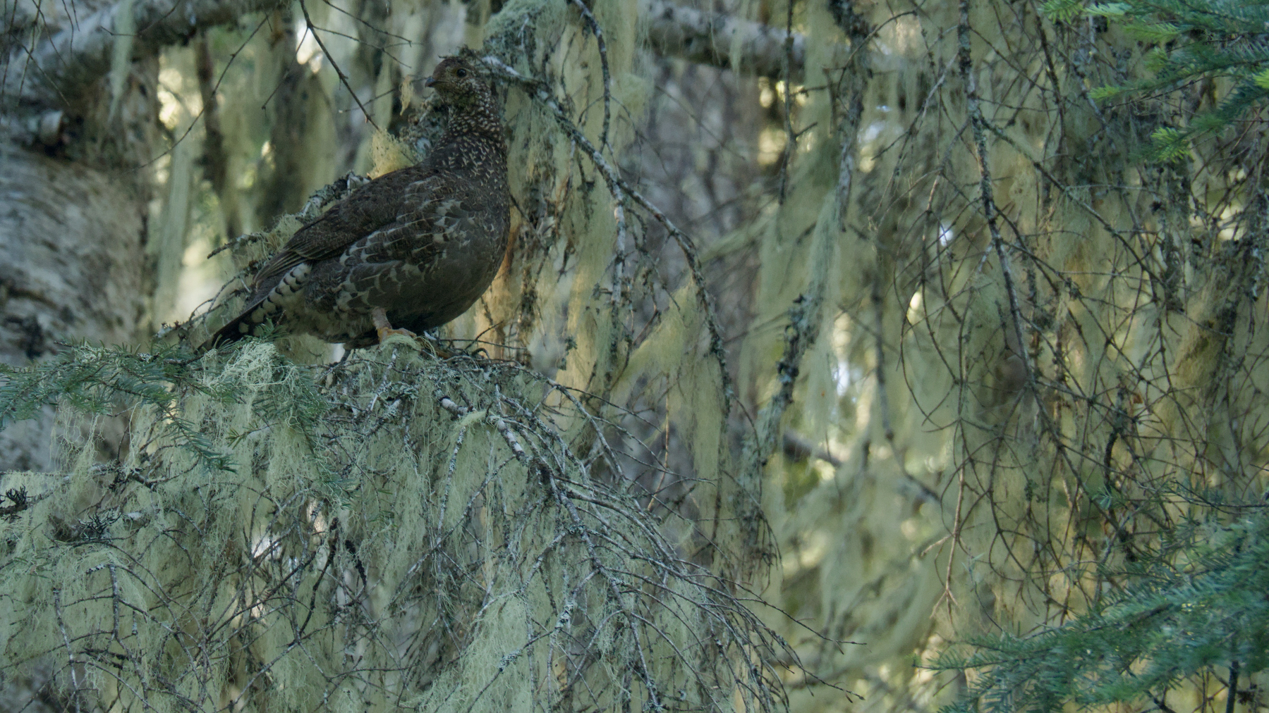 bird in a tree