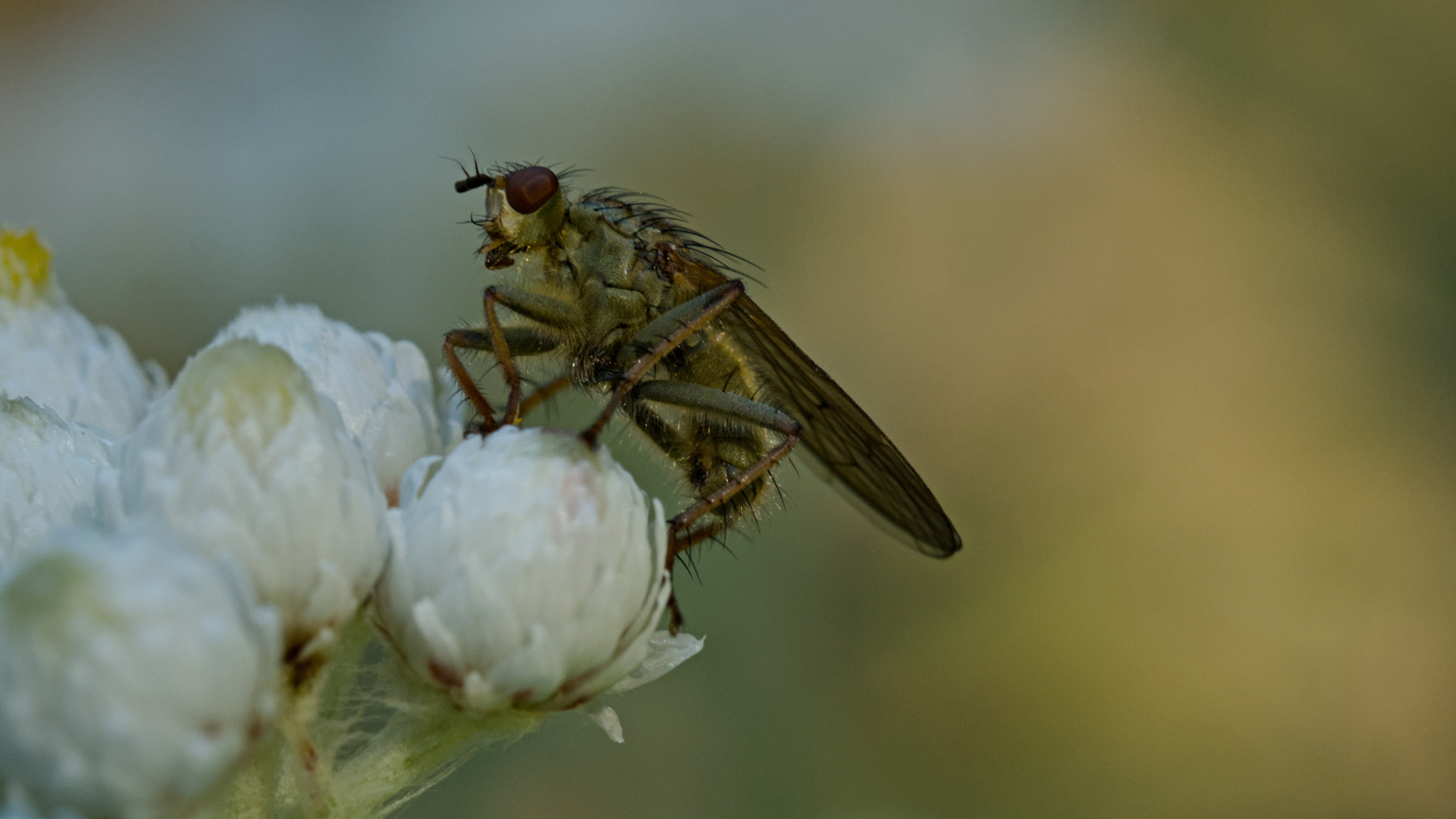 colorful fly on a small flower