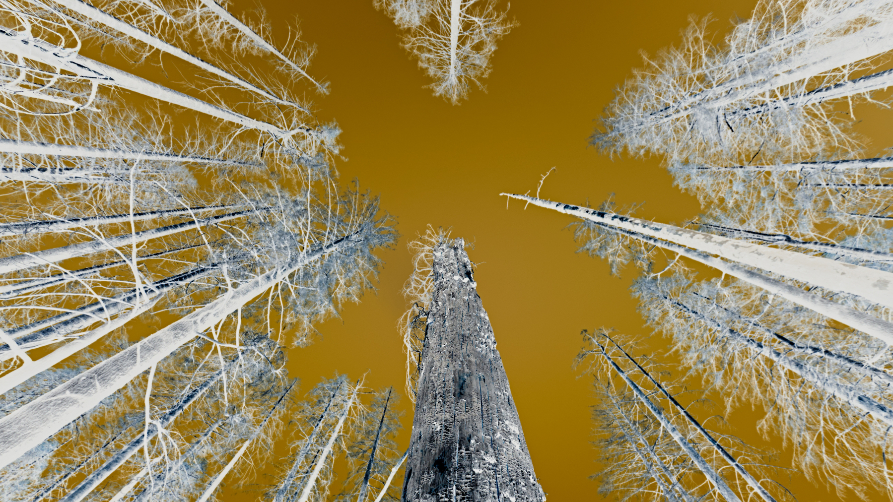 color-altered photo of burnt trees