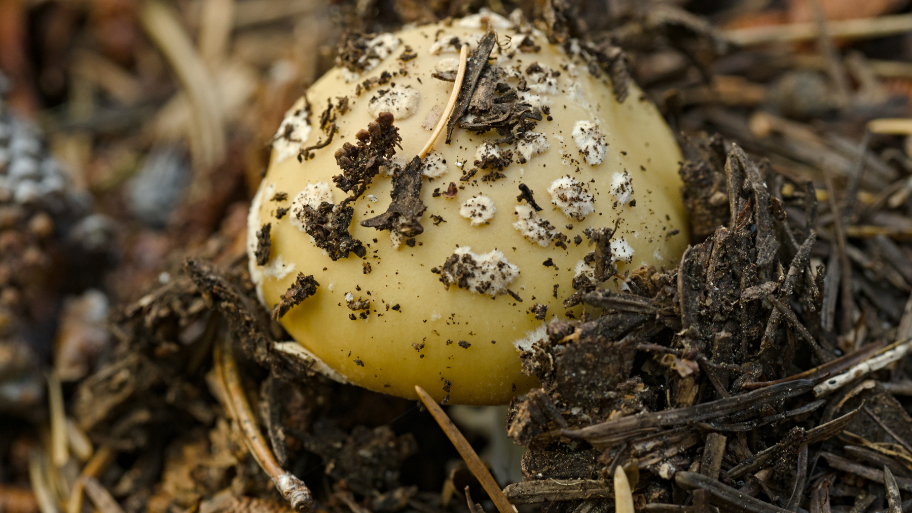 mushroom sprouting on the forest floor