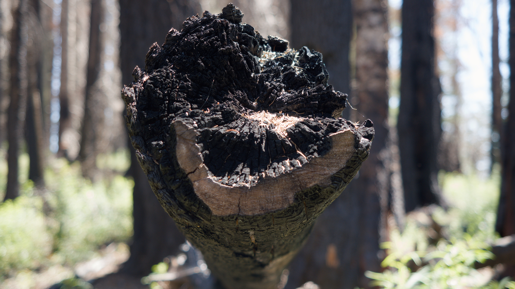 grinning end of a burnt log