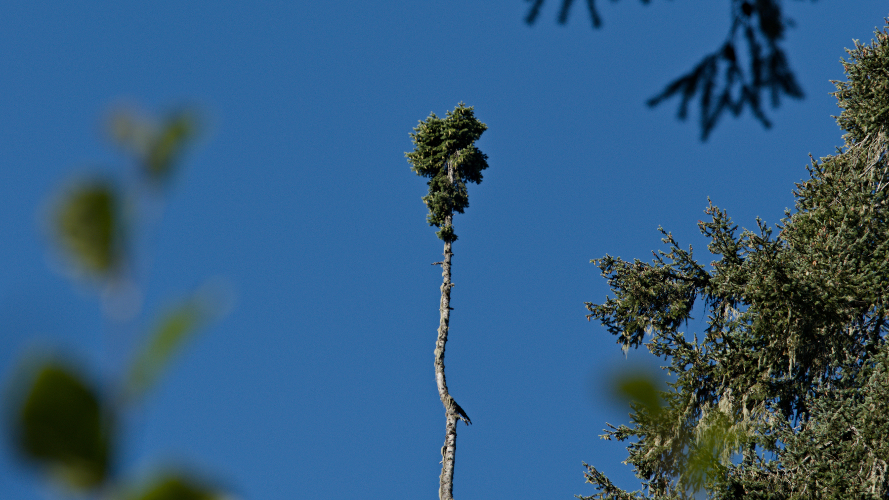 long bare trunk with a tiny tuft of leaves at the top