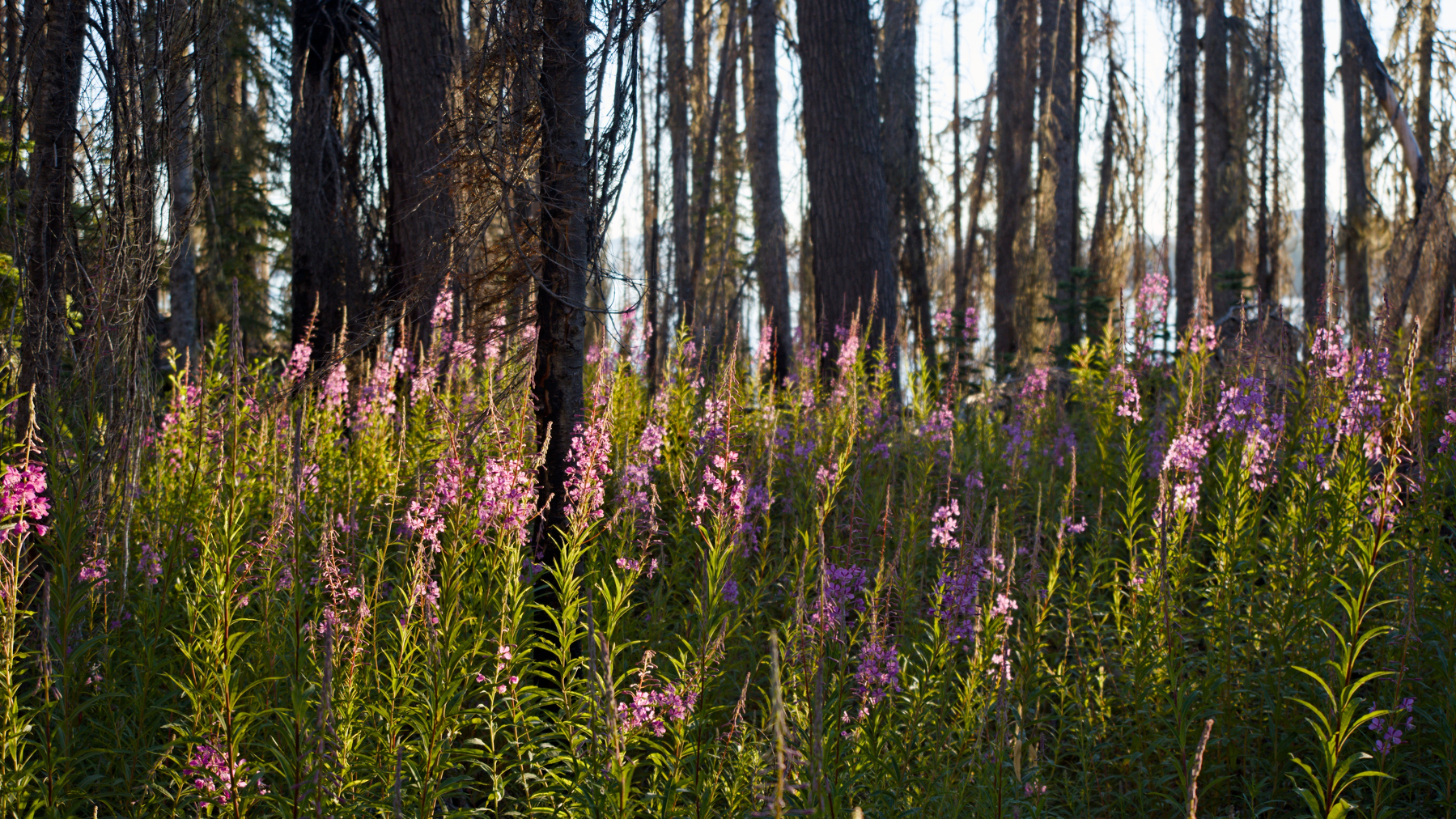 purple flowers in front of burnt trees with lake in the distance