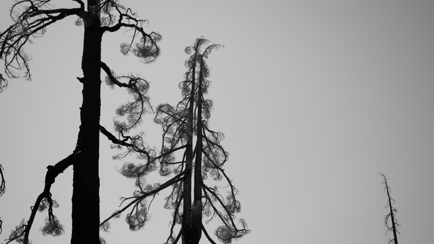 silhouette of dead trees