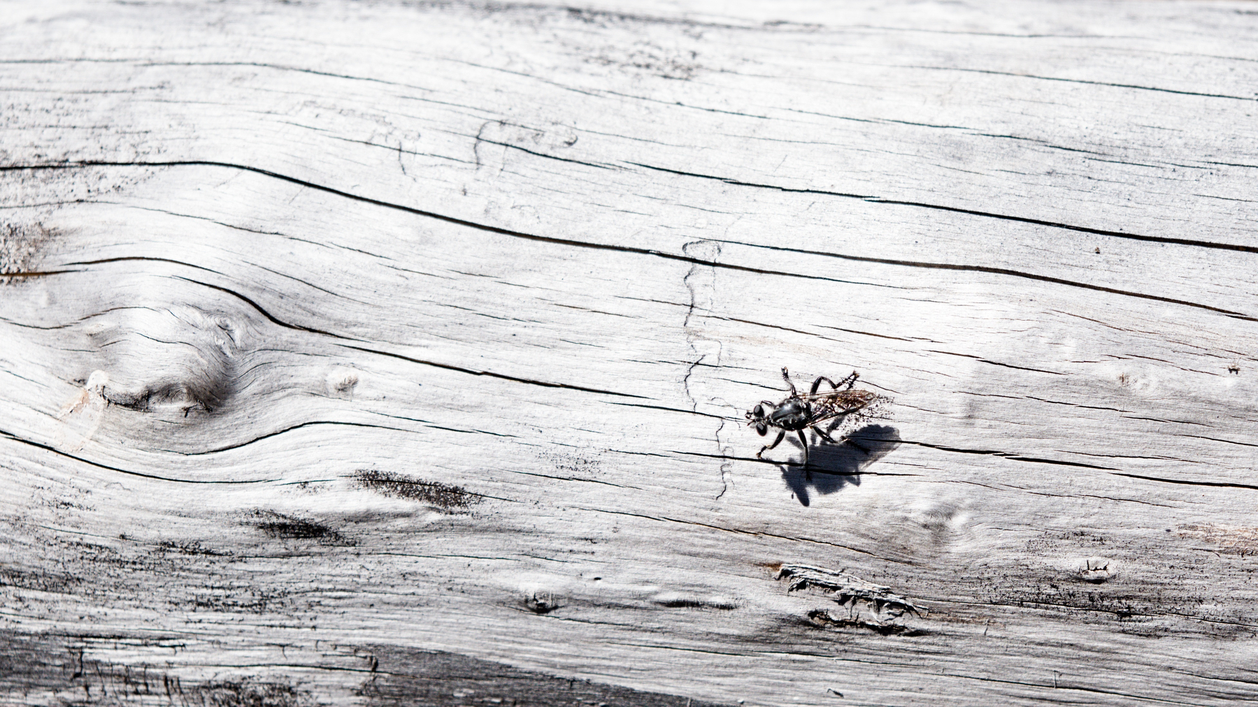 black fly on a burned log