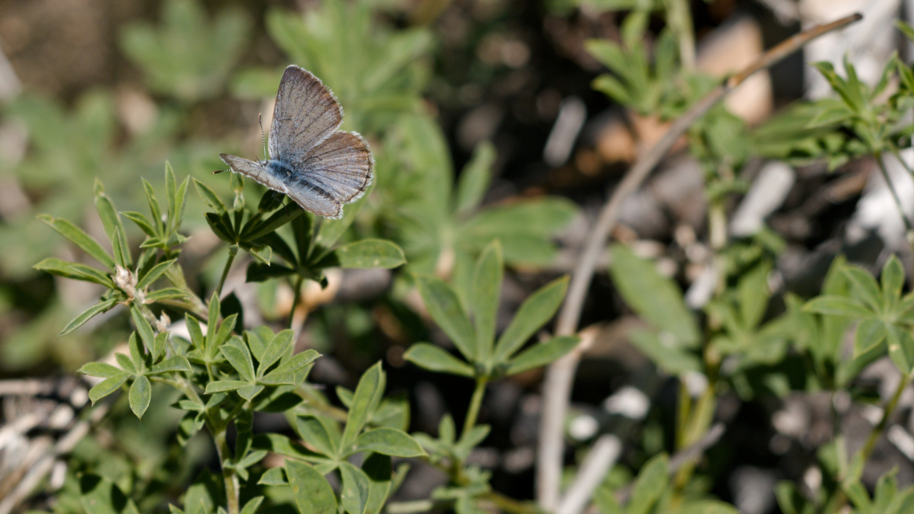 A butterfly on some lupine
