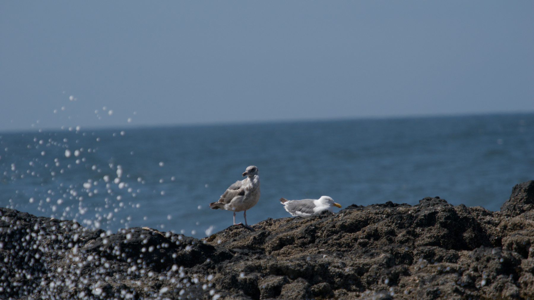 a couple of sea gulls on a rock at the ocean