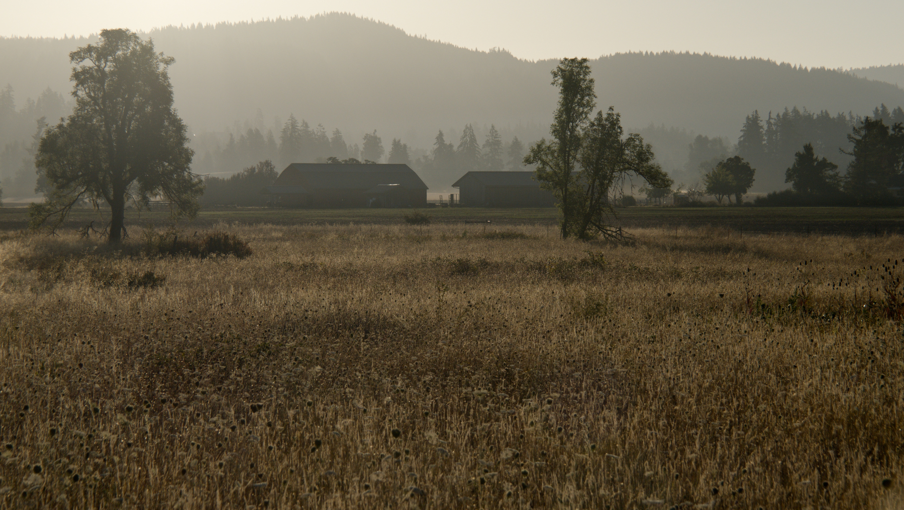 farm scene lit by gentle light