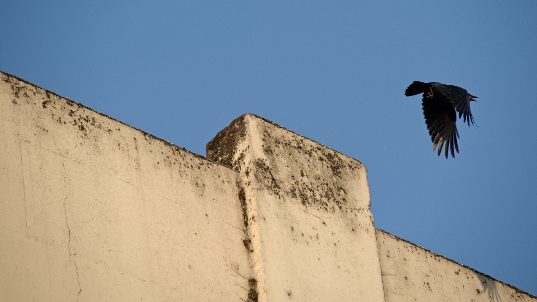 crow taking off from a concrete building
