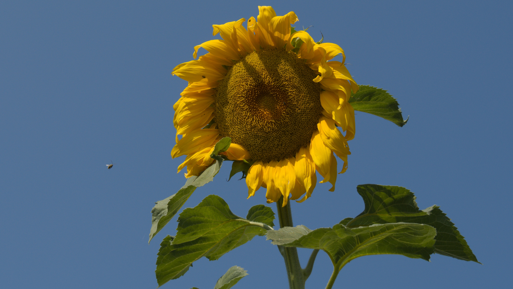 bee dwarfed by a giant sunflower