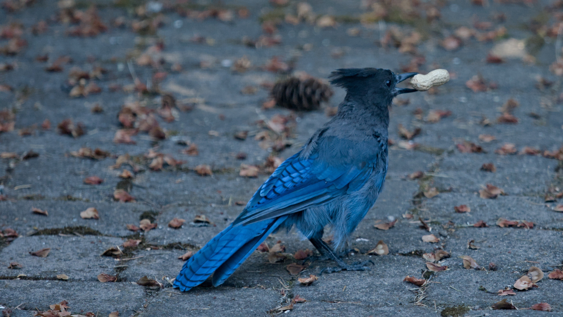 a young stellar's jay with a whole unshelled peanut in its bill