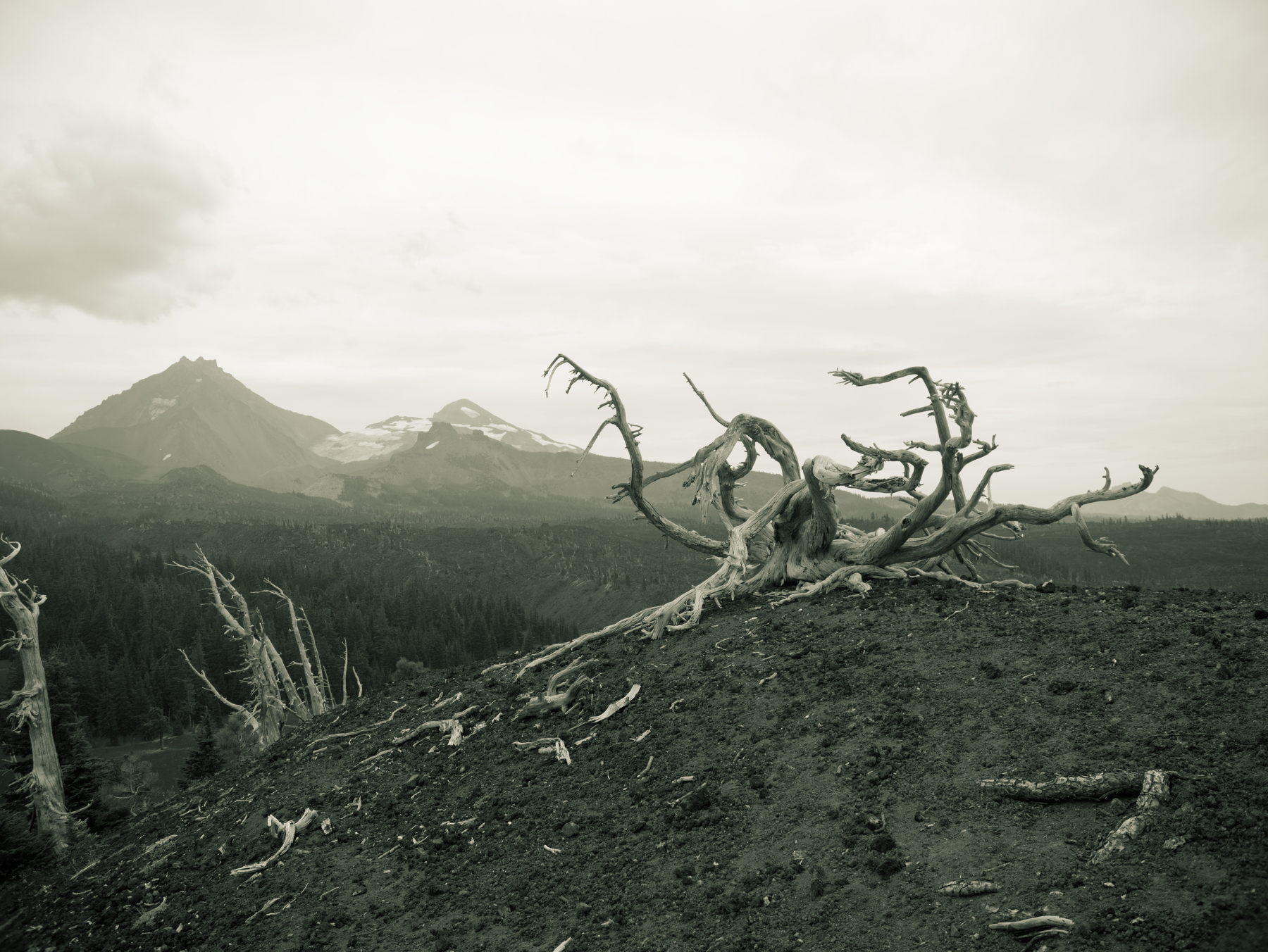 skeleton of a dead tree with mountains and clouds in the background
