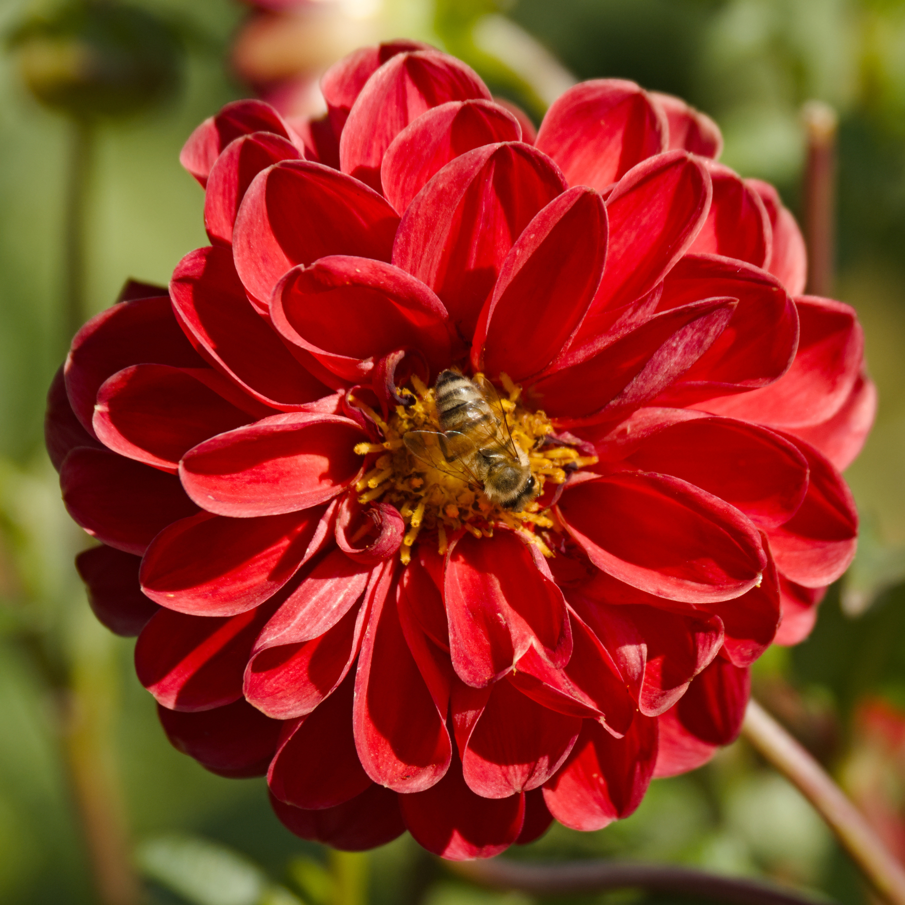 bee on a bright red flower