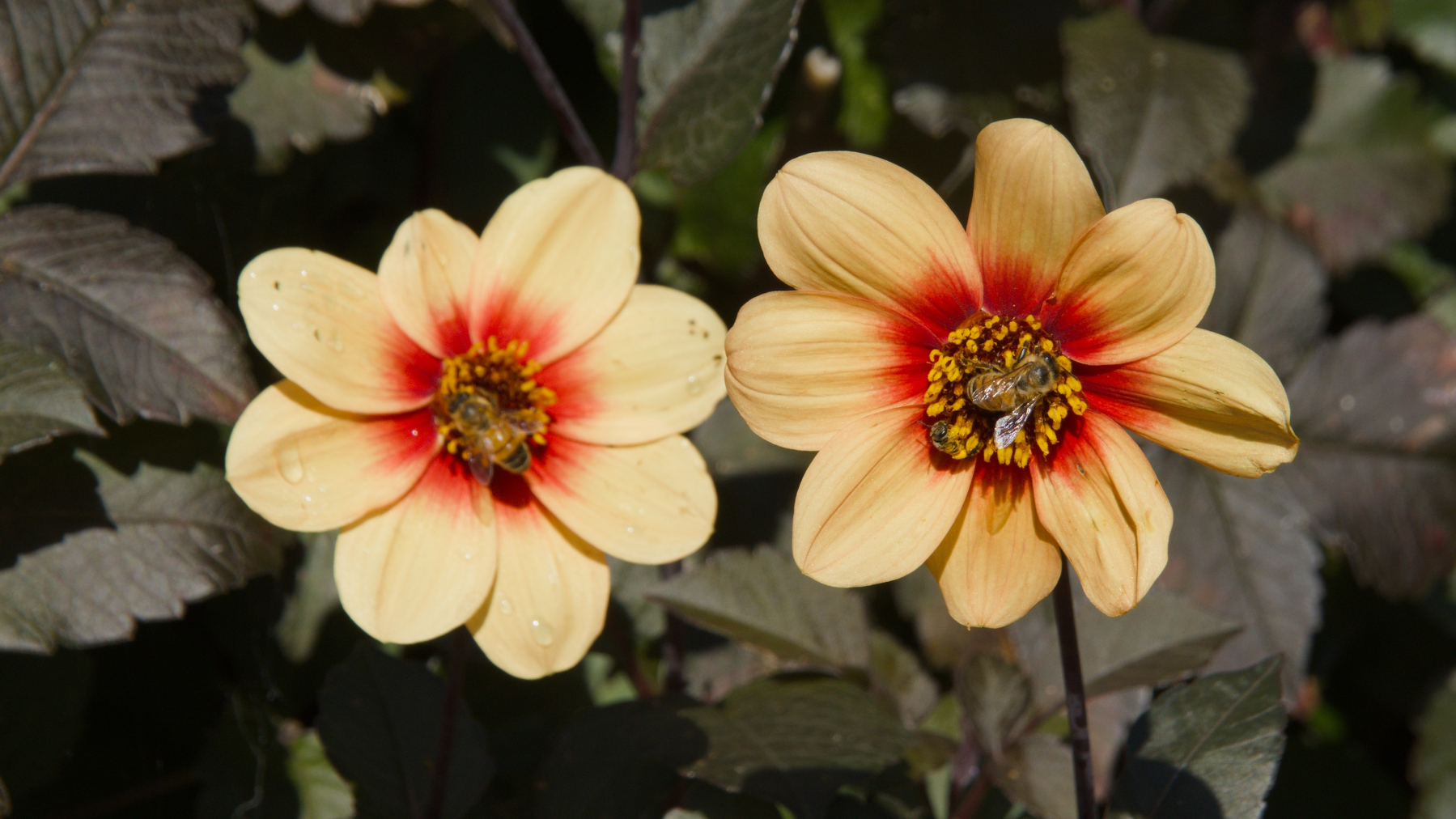 two flowers, two bees