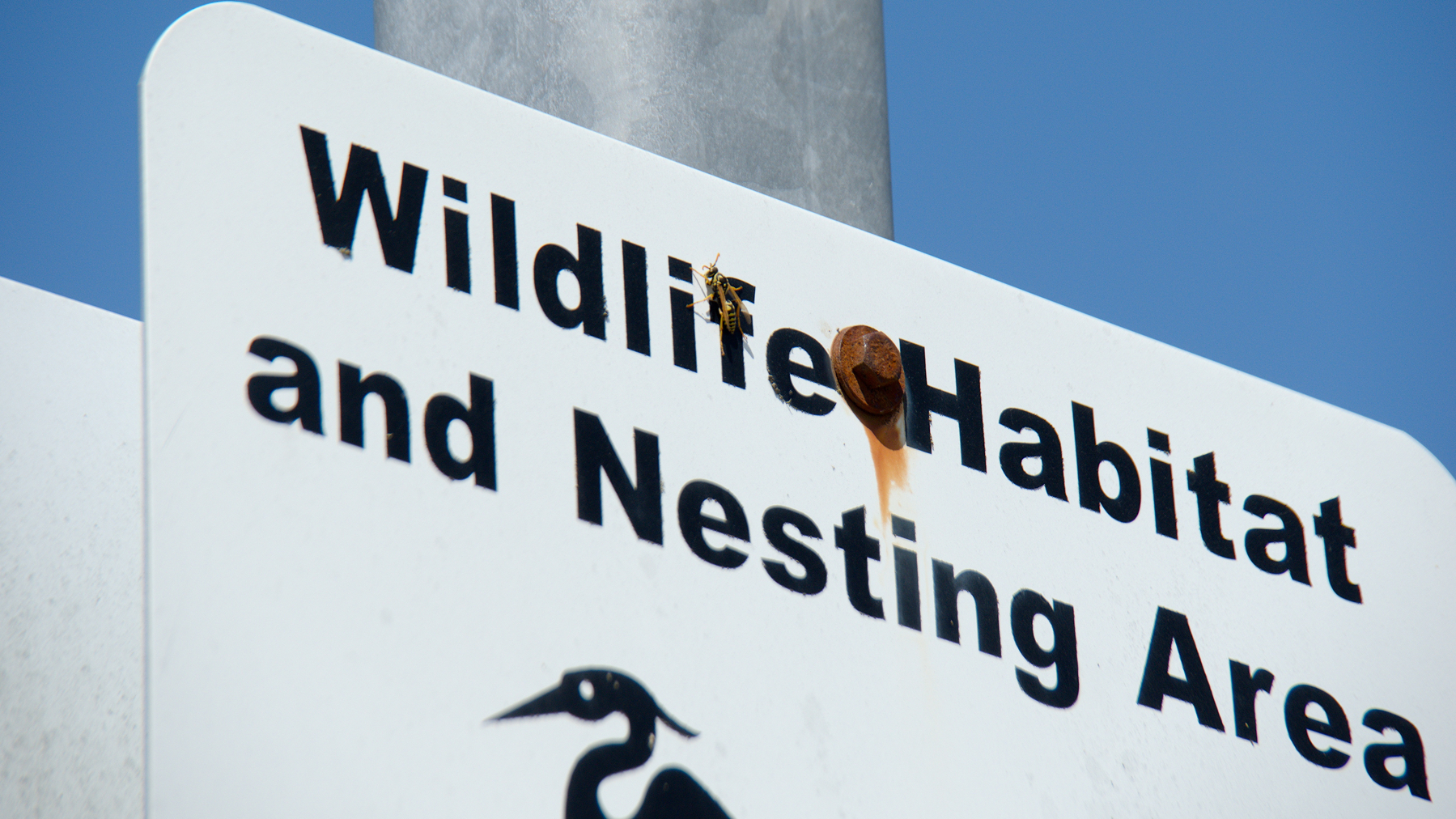 sign "Wildlife Habitat and Nesting Area" with a wasp perched on it
