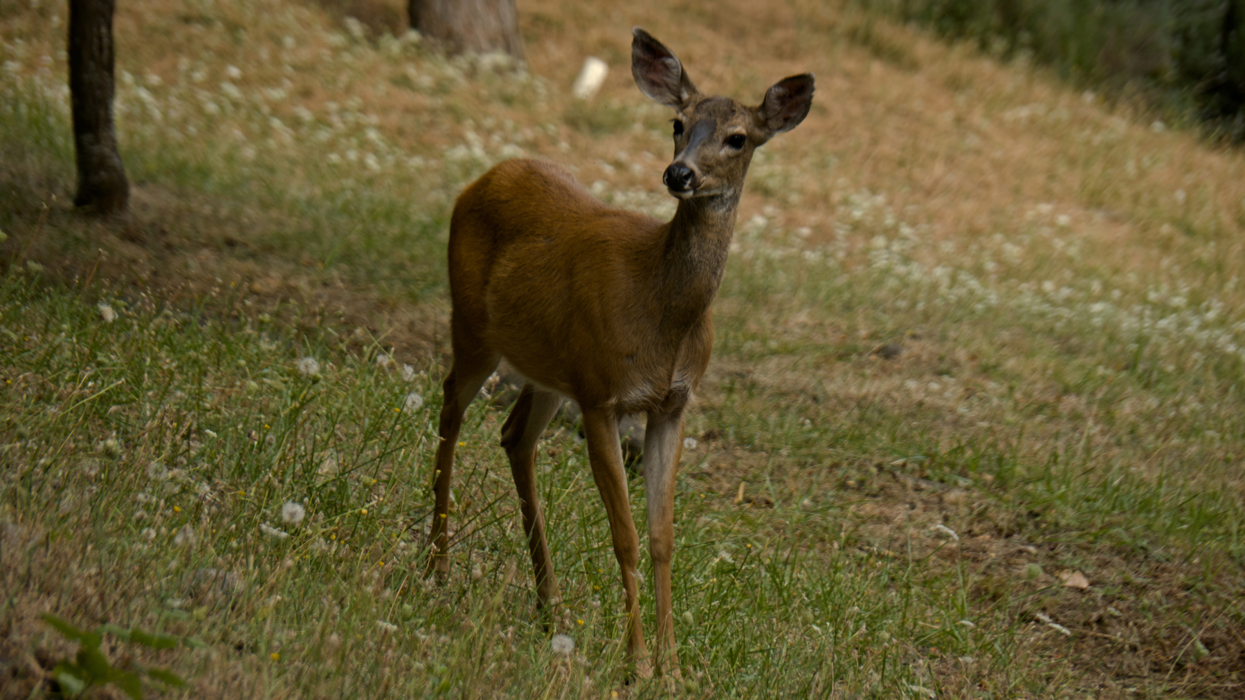 a deer, listening