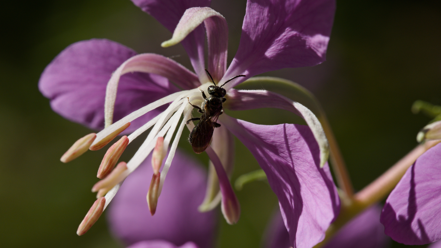 a tiny wasp on a fireweed flower