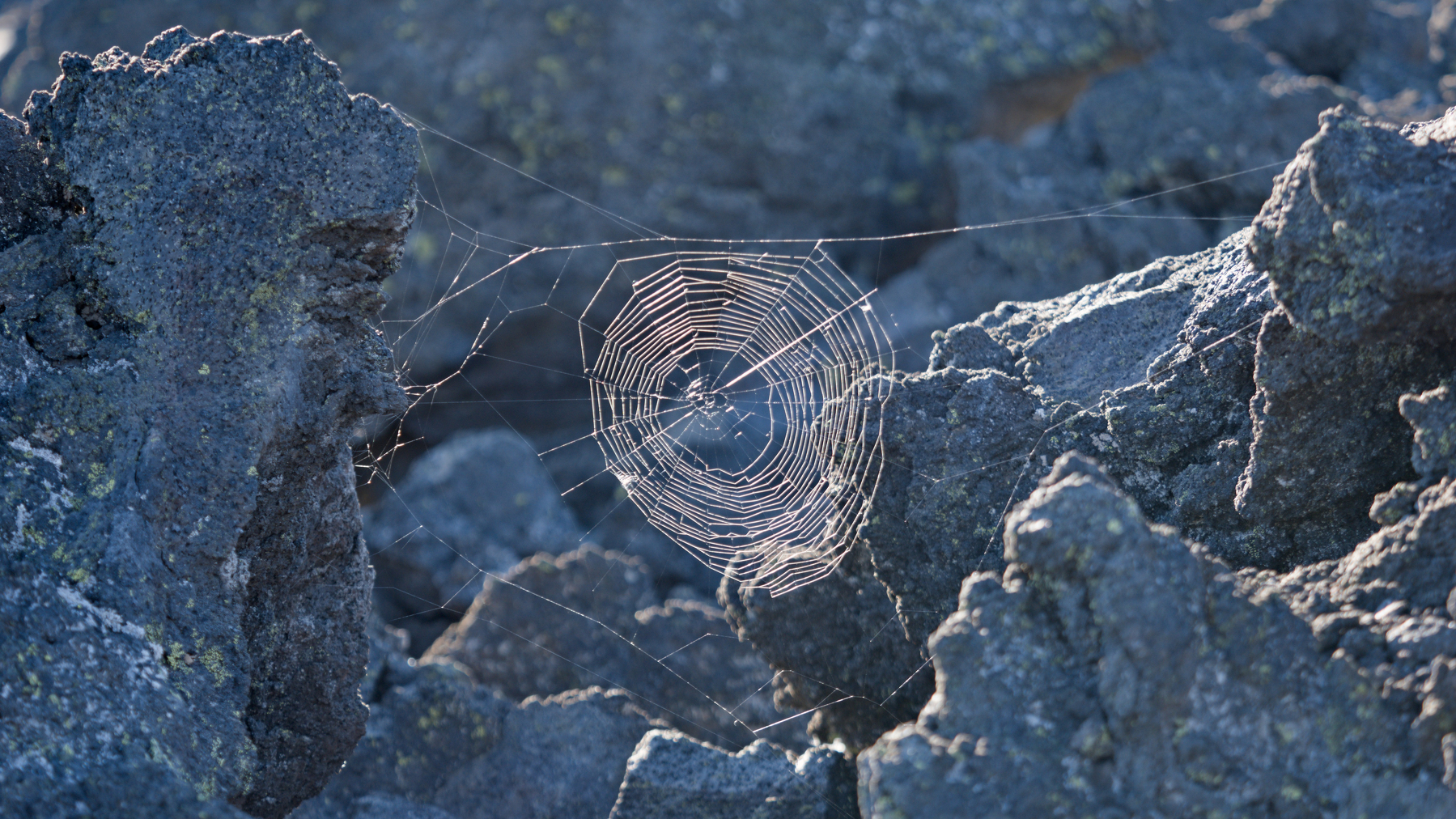 spider web strung between chunks of lava rock