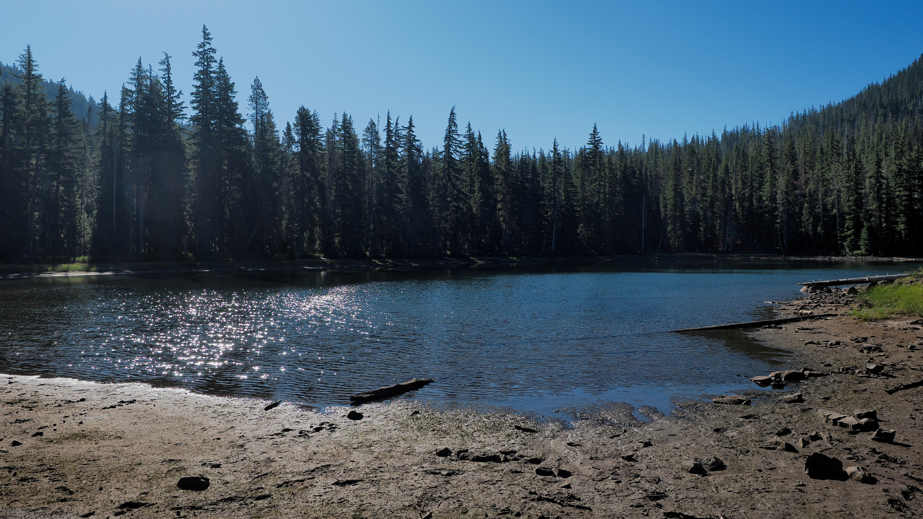 sunny tree-lined lake with muddy shores