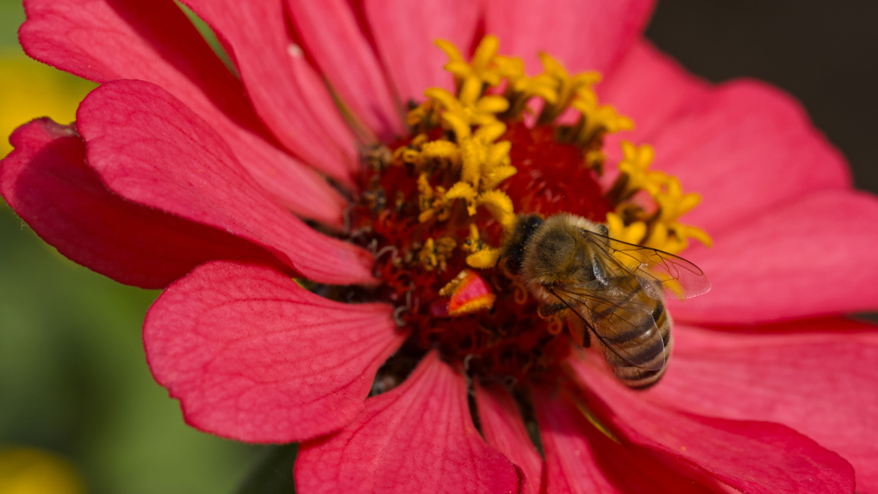 red-pink zinnia flower with a bee on top