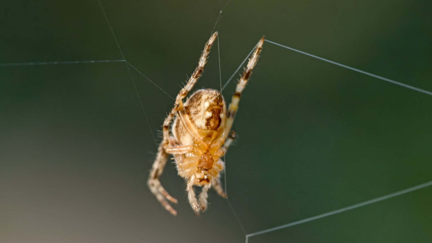 closeup of a spider in its web