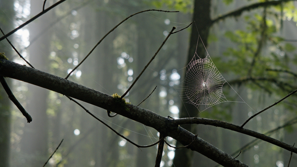 a backlit spiderweb in the woods