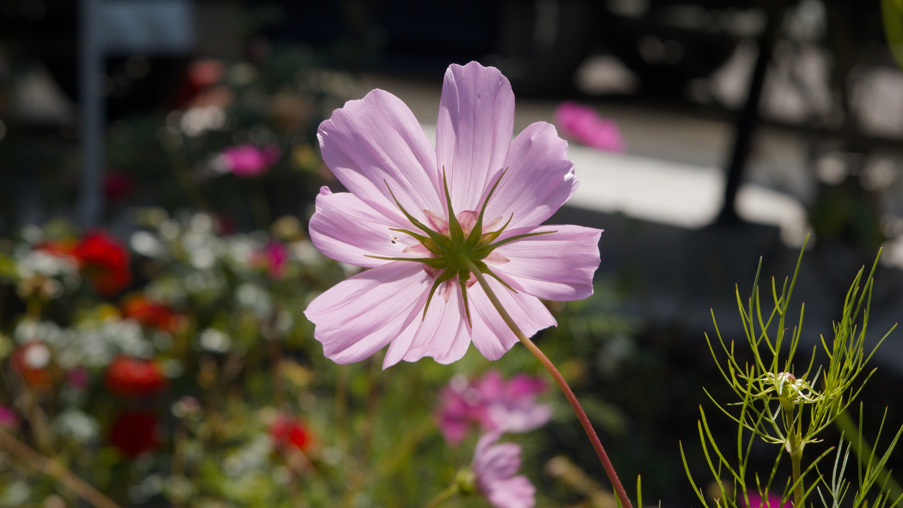 a single cosmos bloom