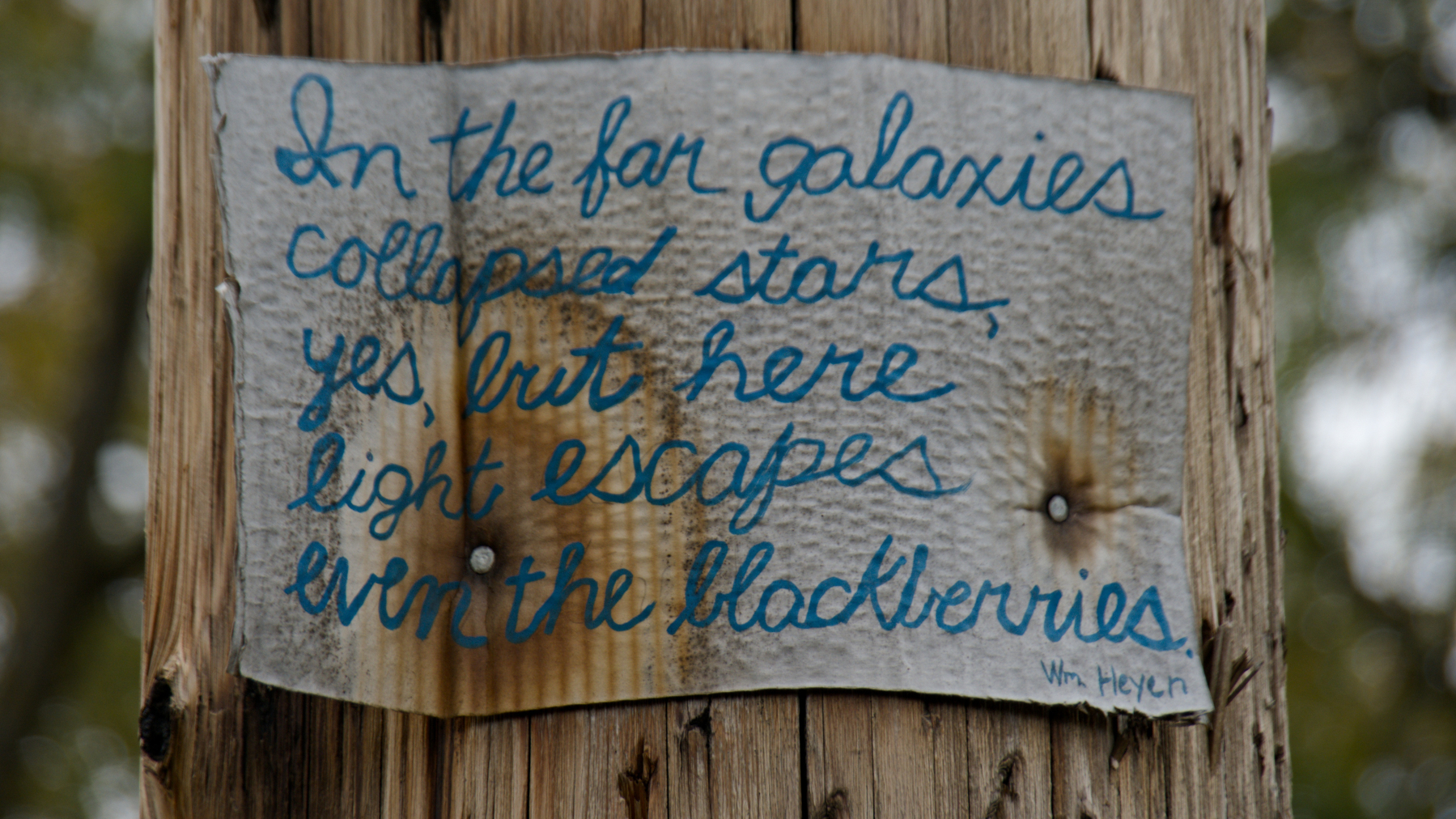 cardboard tacked to a telephone pole with a fragment from Wm. Heyen.