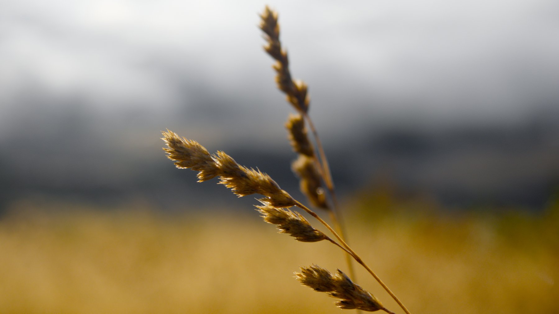 a couple of backlit grass seed heads