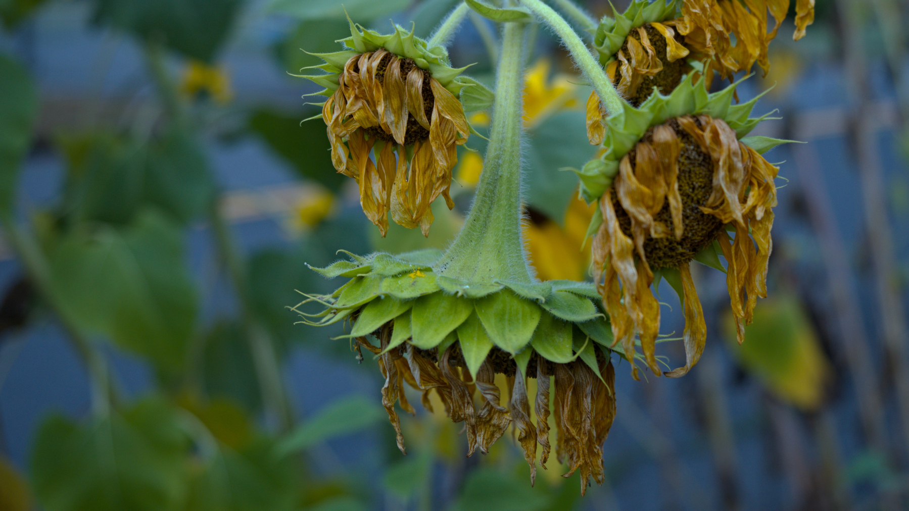 fading sunflowers