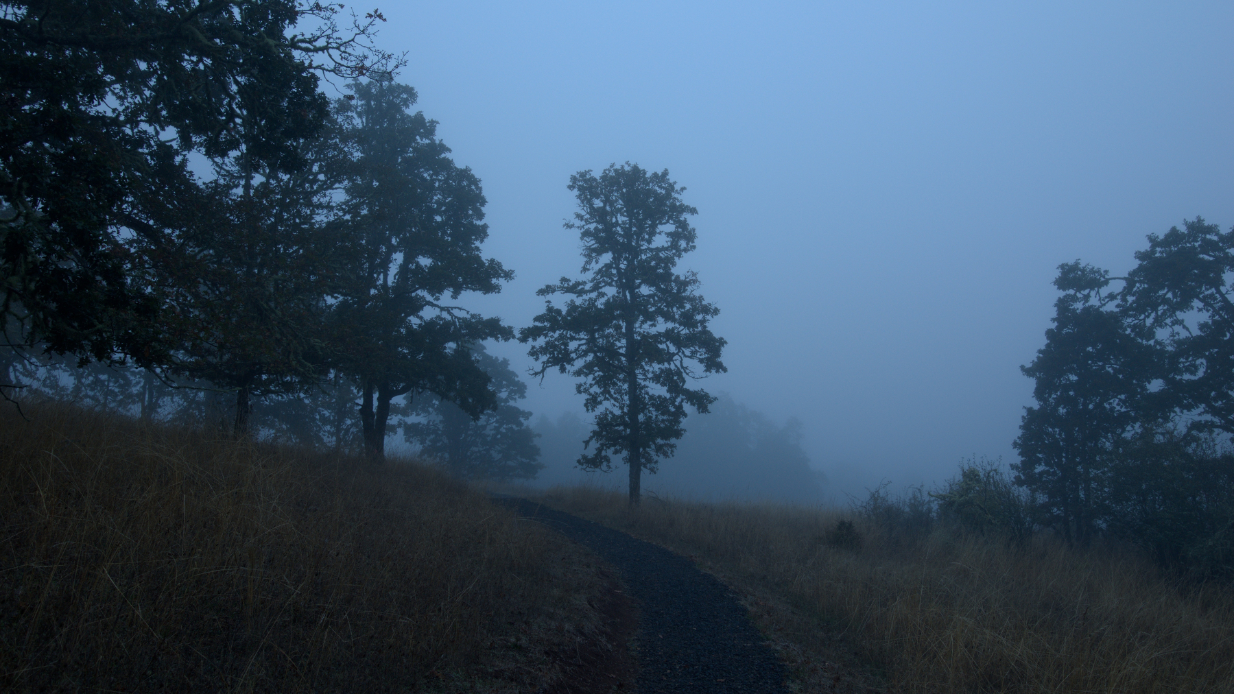 foggy trail with trees