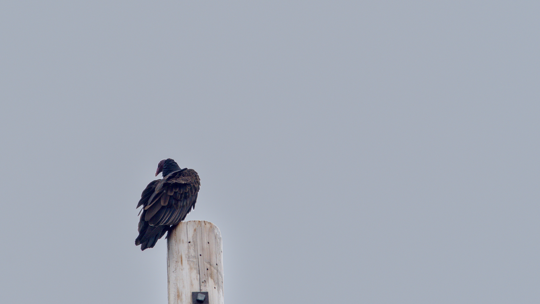 turkey vulture perched on top of a telephone pole