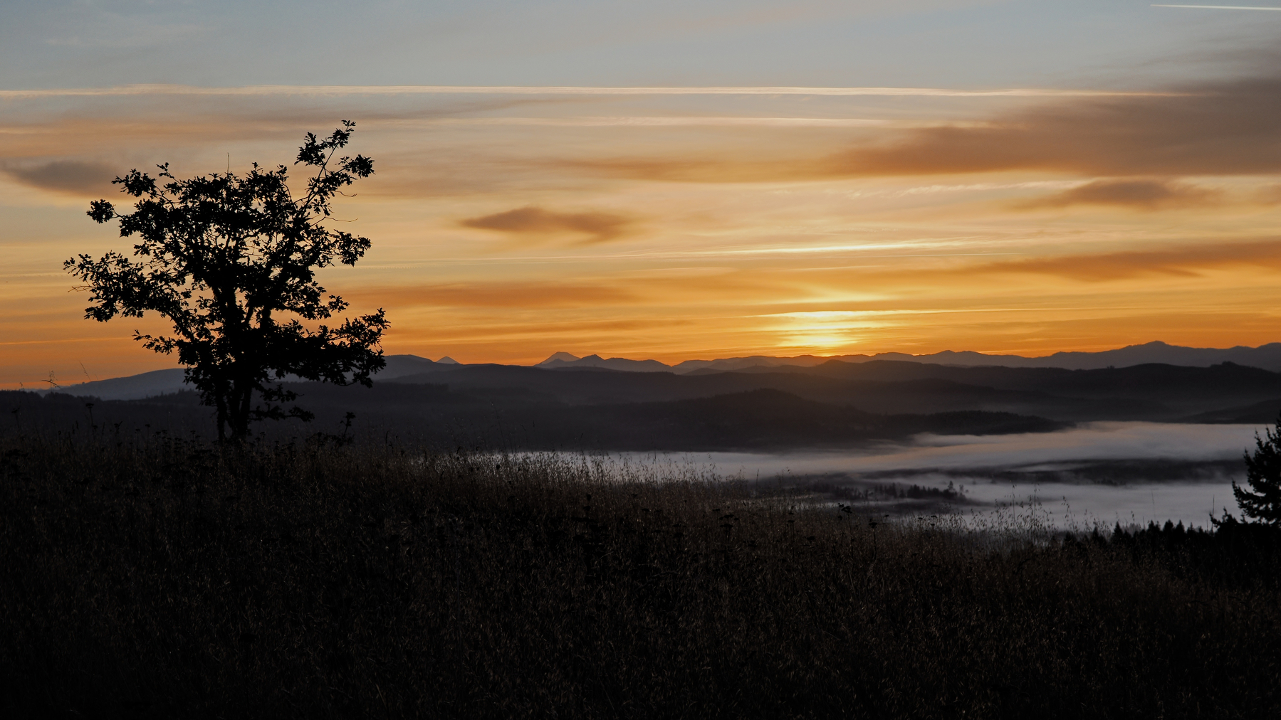 tree silhouetted on a ridgeline against orange clouds