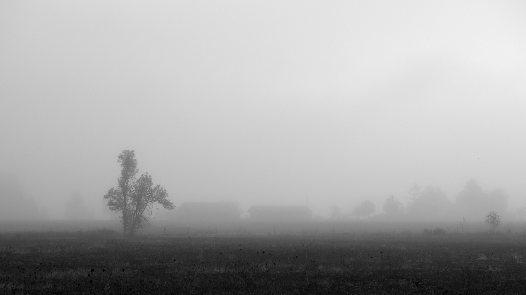 Foggy day with tree and barely visible barns