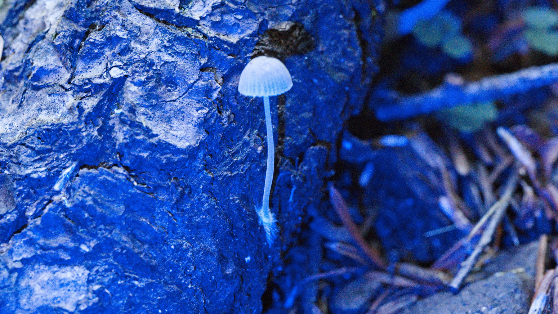 &10;Tiny mushroom with pre-dawn blue flashlight illumination.​