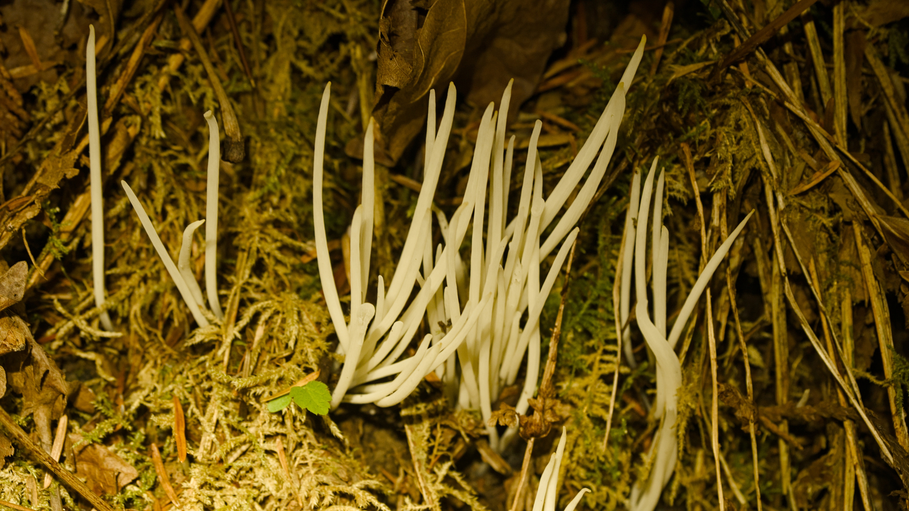 fairy fingers fungus