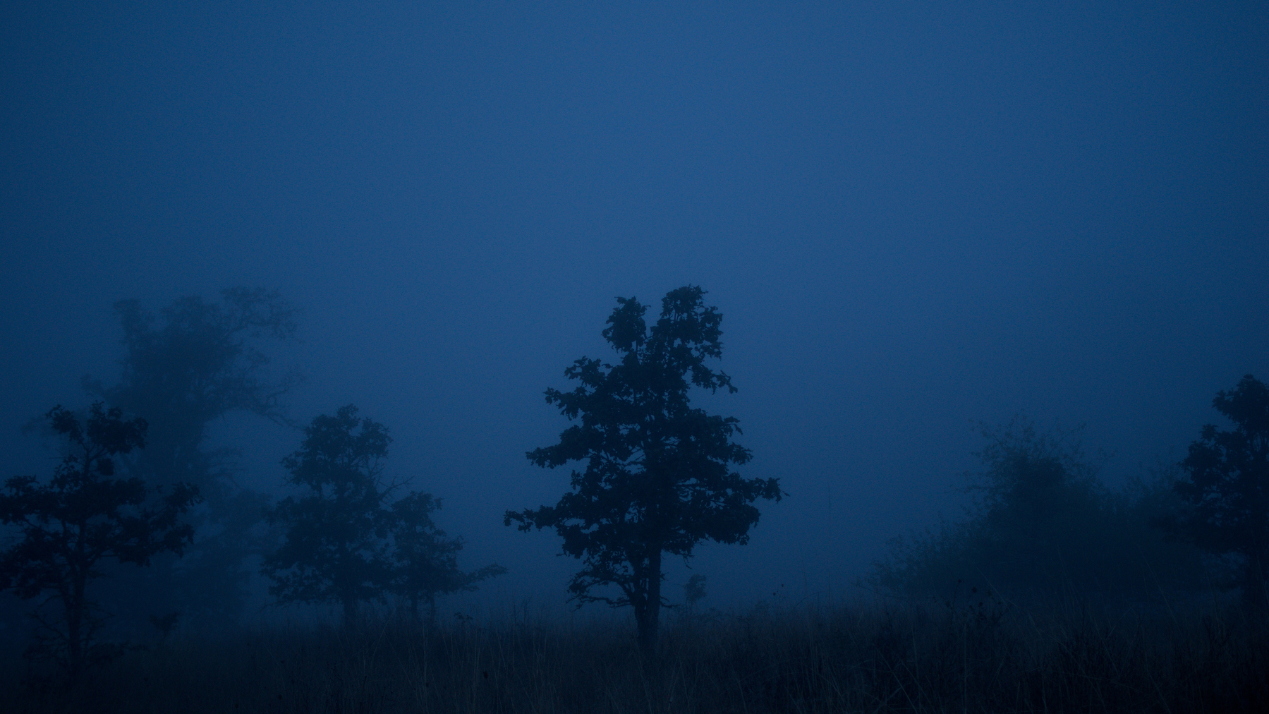 dark trees in early blue hour light