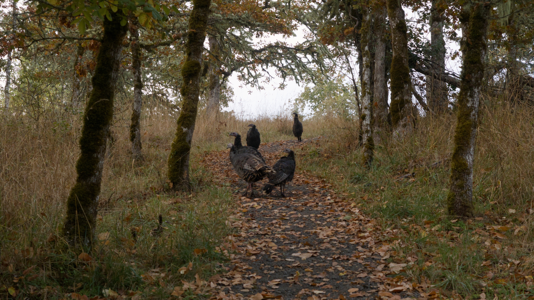Five wild turkeys strolling up the trail